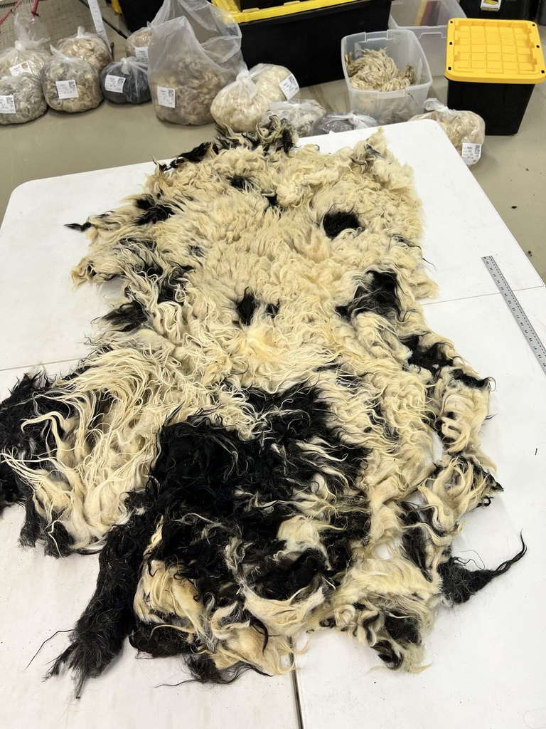 Beautiful Awassi Sheep Fleece #103