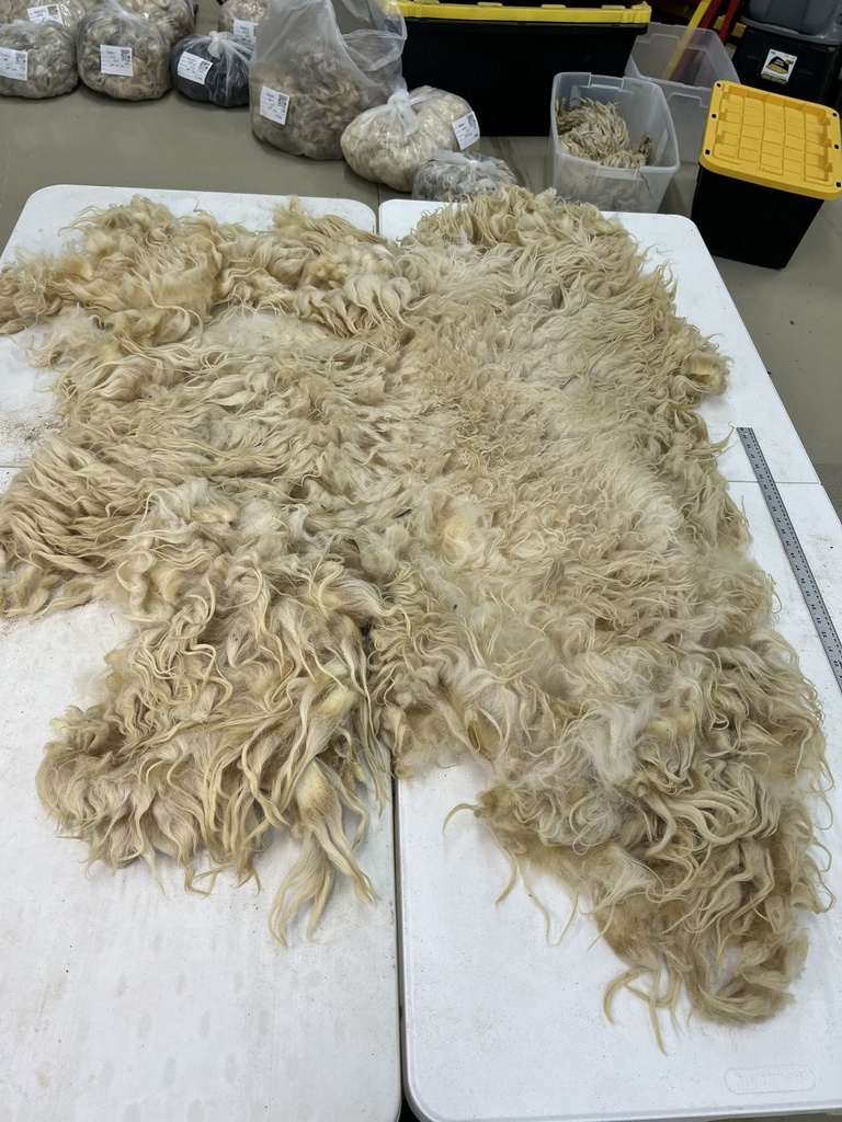Gorgeous Awassi Sheep Fleece #102