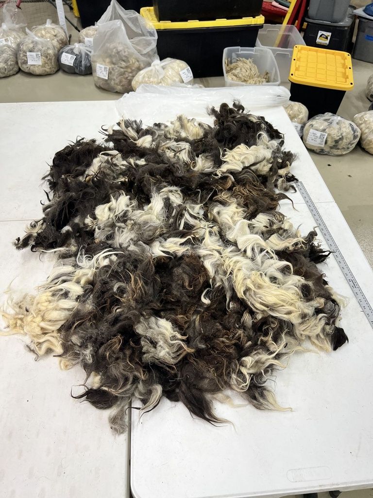Pretty Awassi Sheep Fleece #108