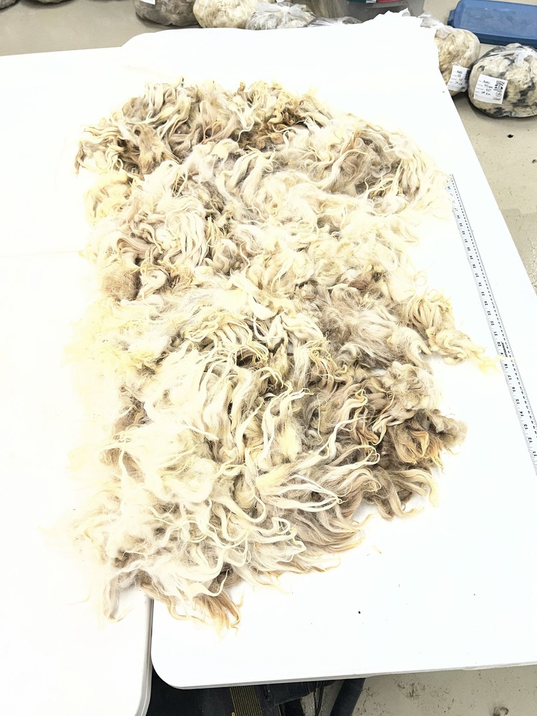 Beautiful Karakul Sheep Fleece #115