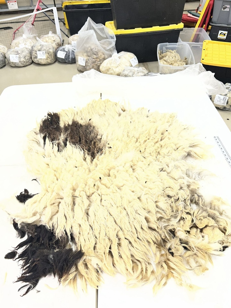 Wonderful Awassi Sheep Fleece # 106