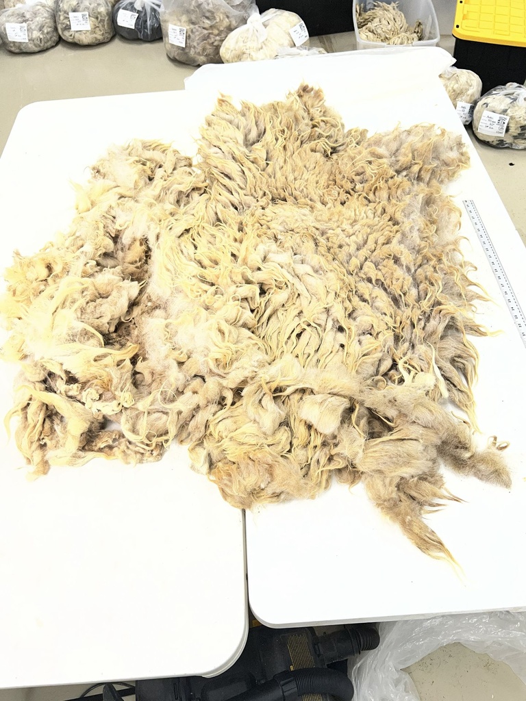 Beautiful Awassi Sheep Fleece #111