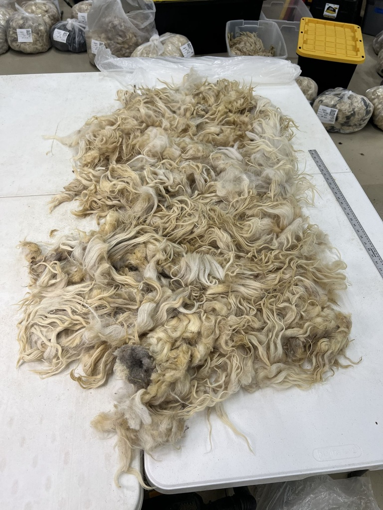 Gorgeous Karakul Sheep Fleece # 112
