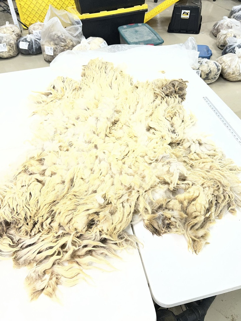 Beautiful Karakul Sheep Fleece # 114