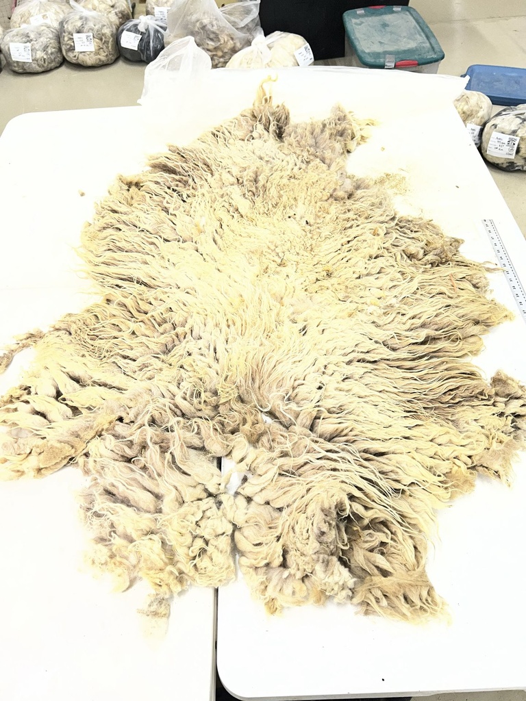 Beautiful Awassi Sheep Fleece #116