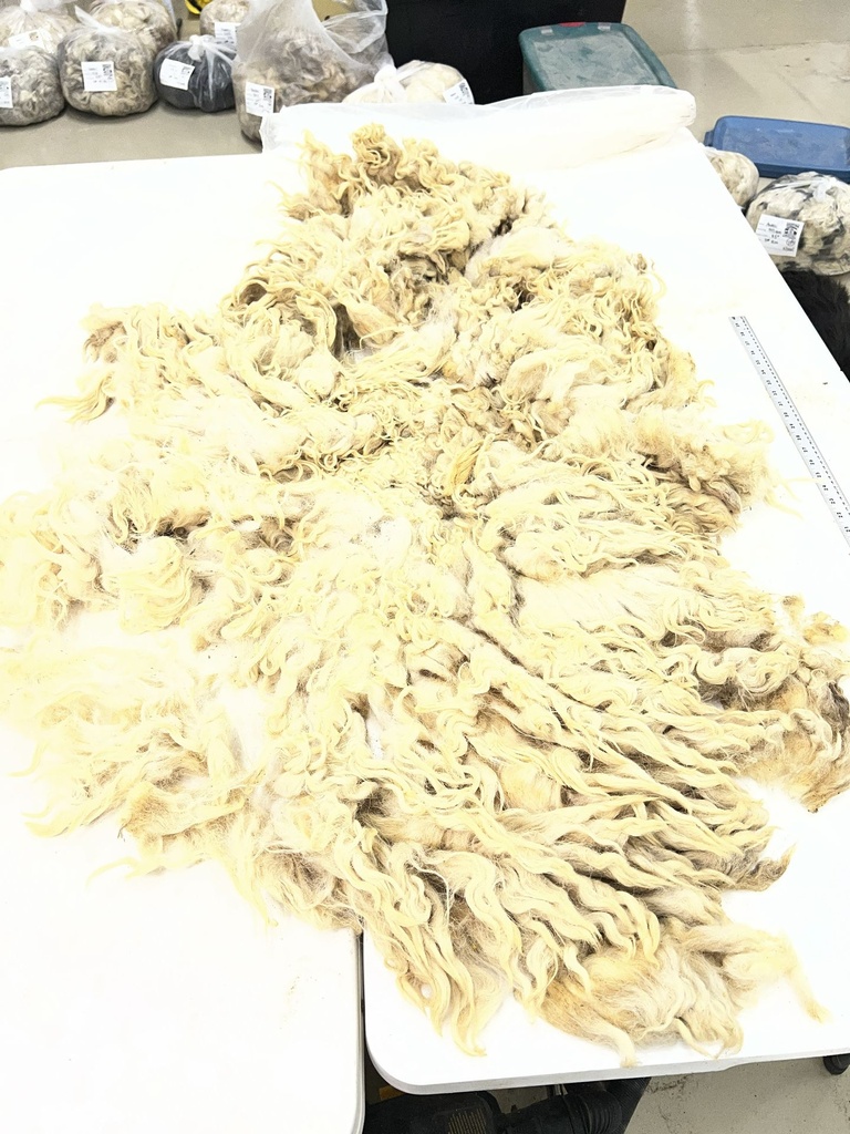 Beautiful Awassi Sheep Fleece #117