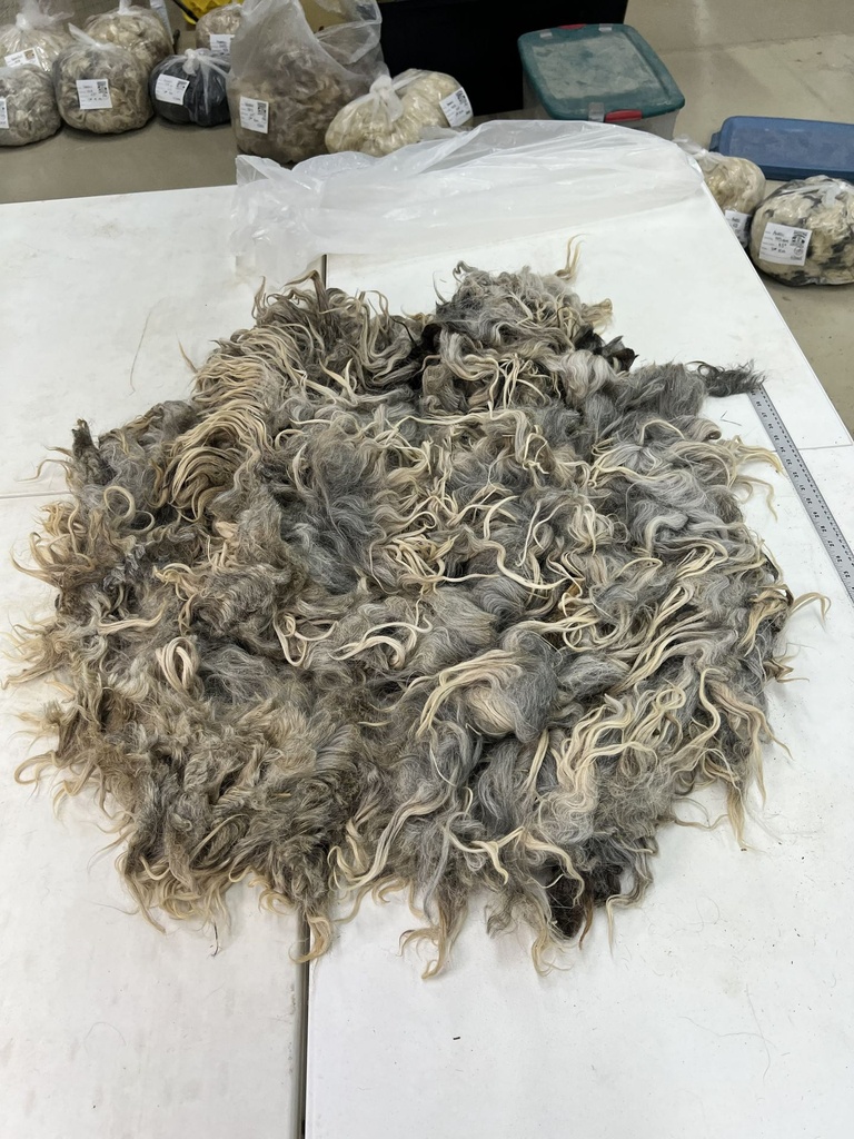 Beautiful Karakul Sheep Fleece #118