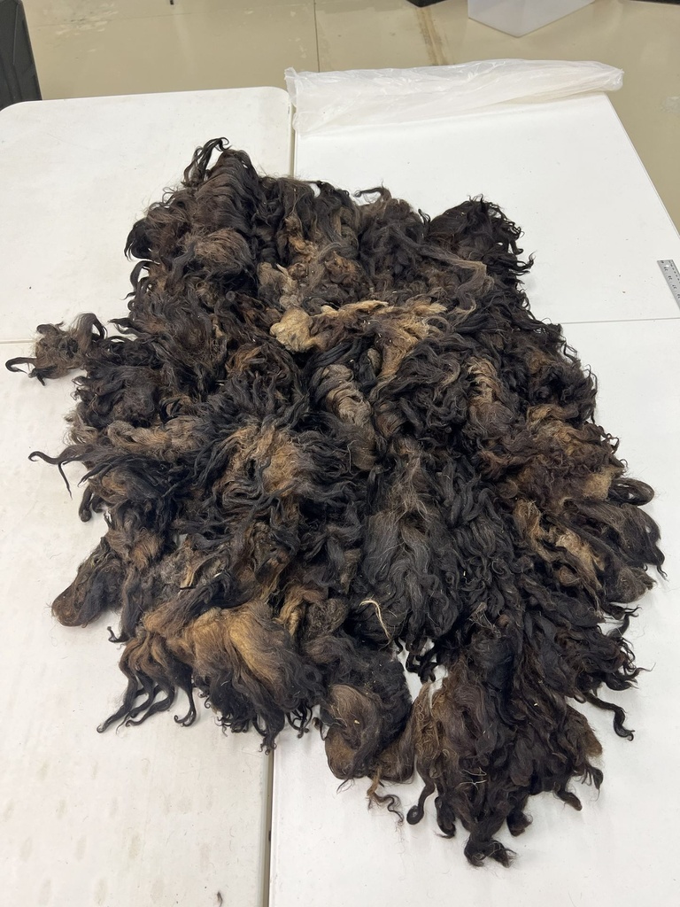 Beautiful Karakul Fleece #55 452el