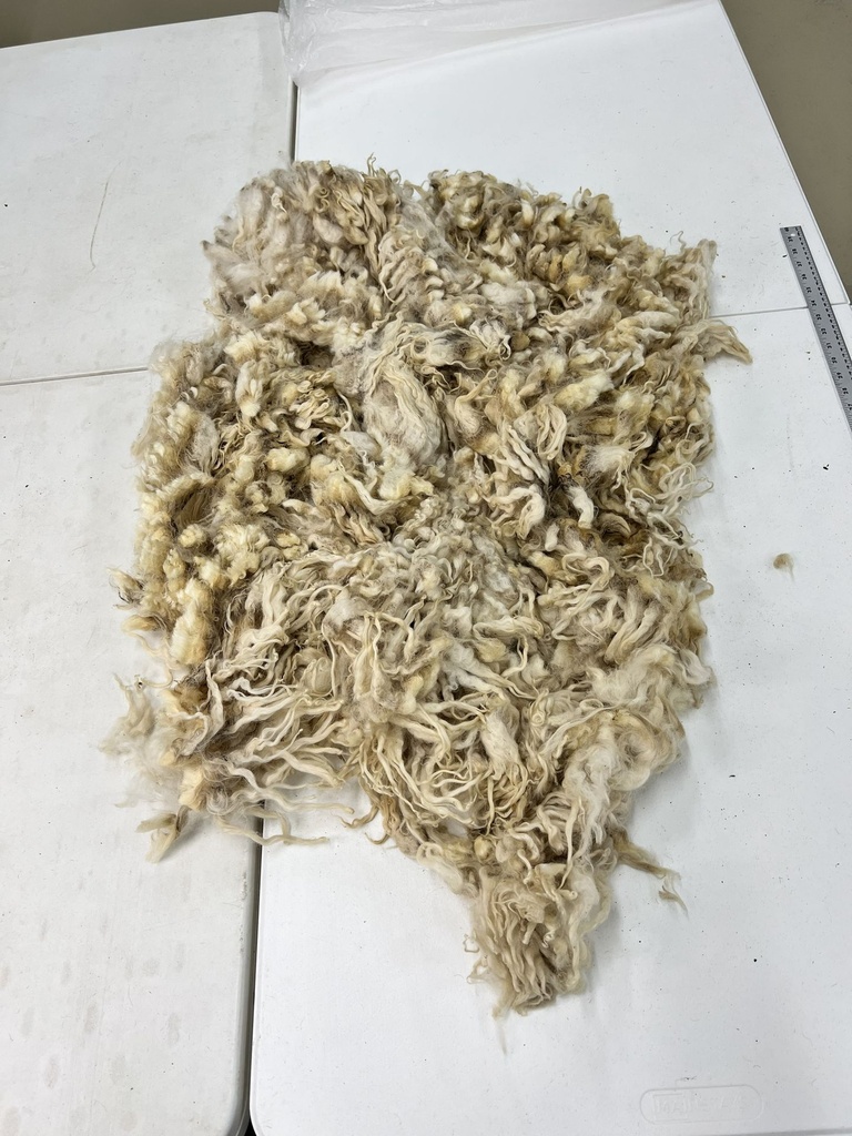 Wonderful Karakul Fleece #57 468el