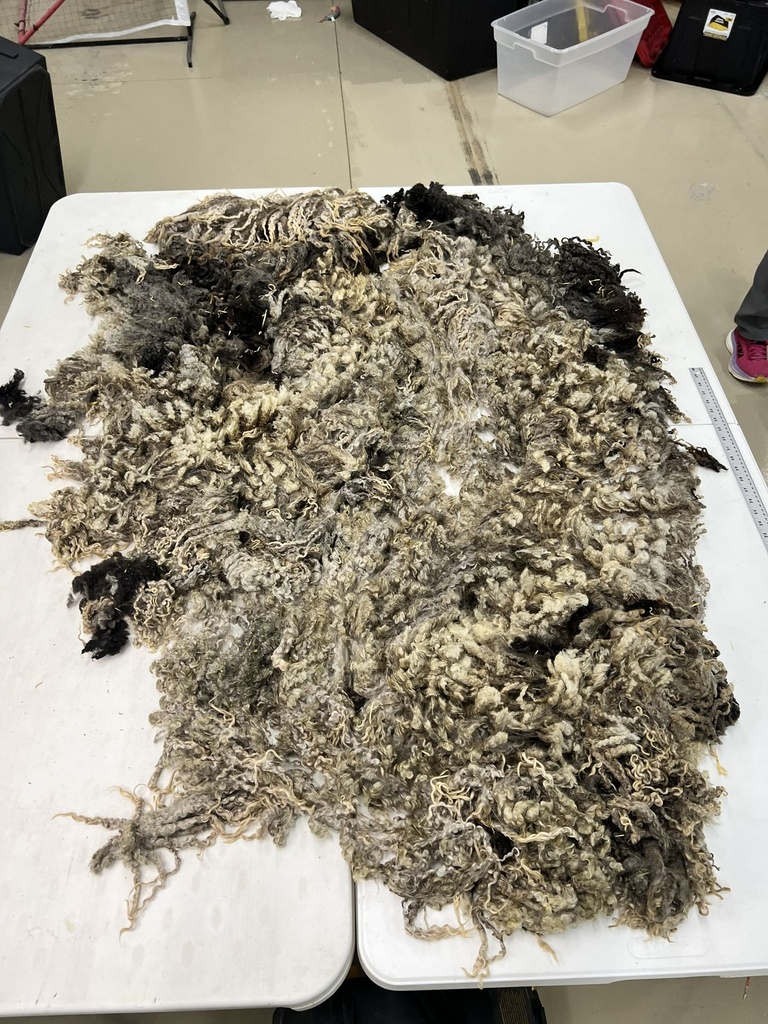 Gorgeous Wensleydale Fleece #58 3151