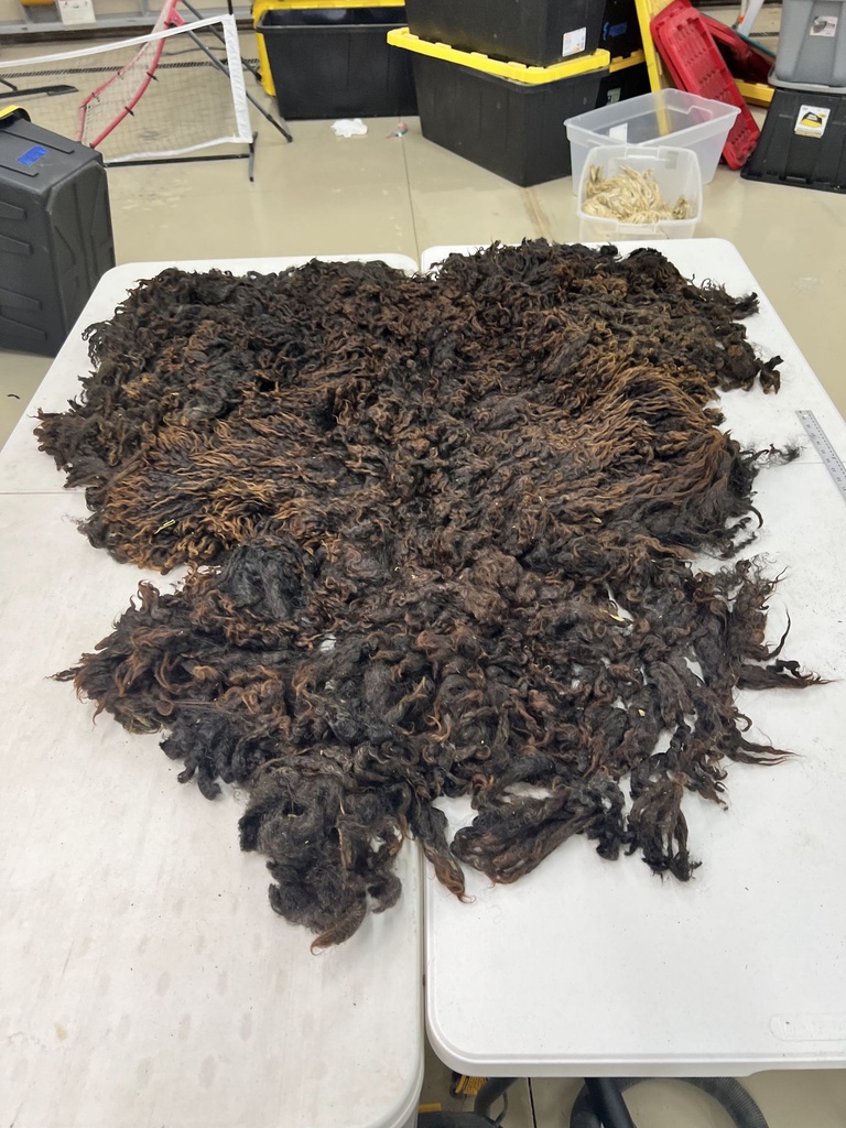 Beautiful Wensleydale Fleece #66 362