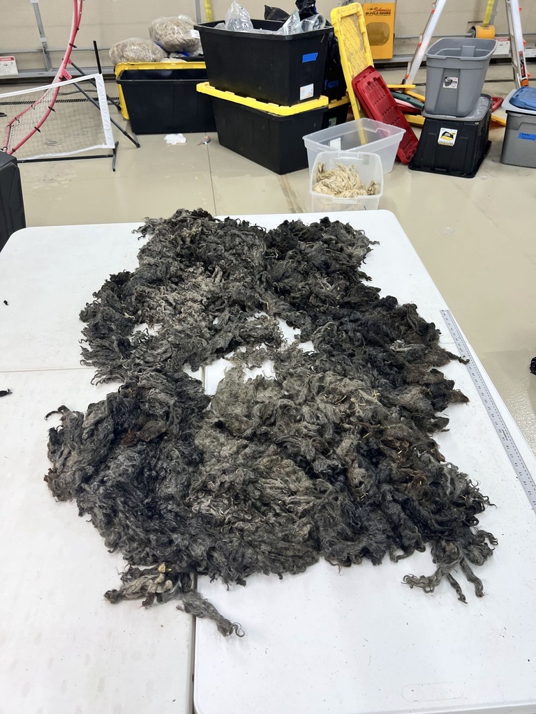 Ram Wensleydale Fleece #67 315