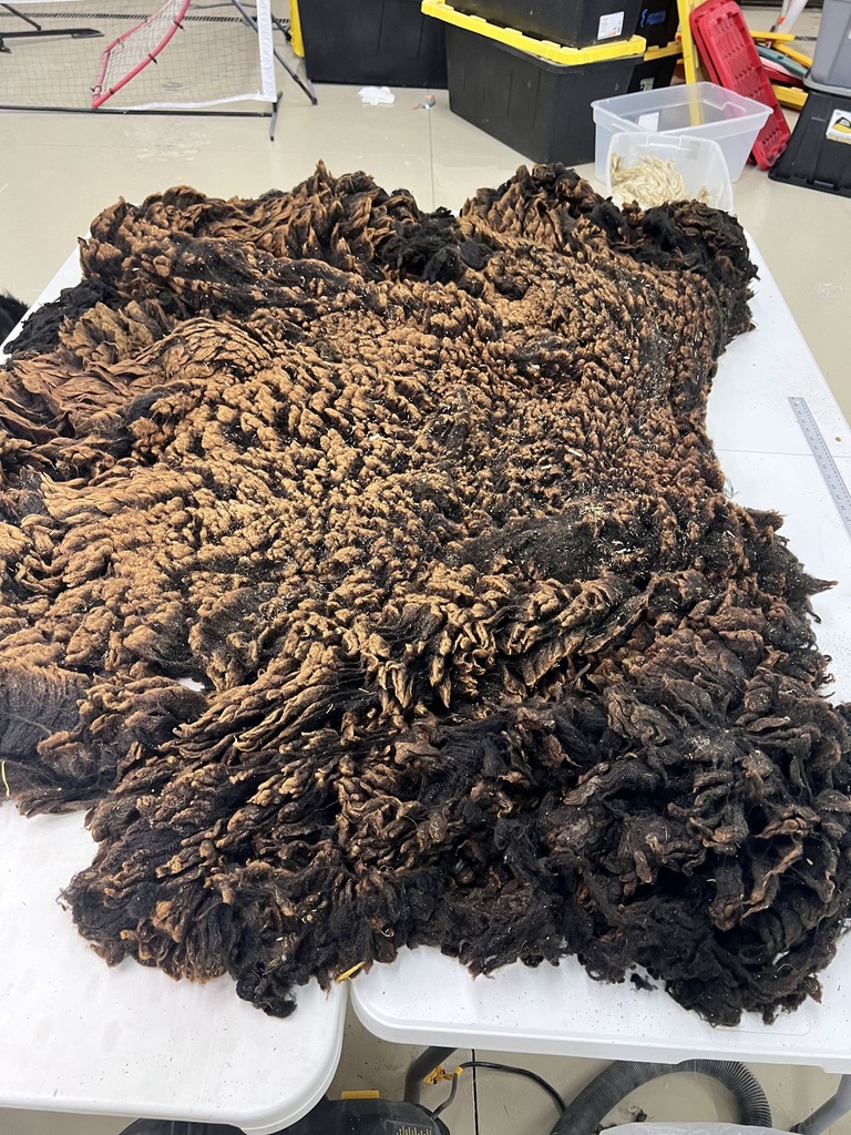 Gorgeous Heavy CVM Wool Fleece #68 267 CVM
