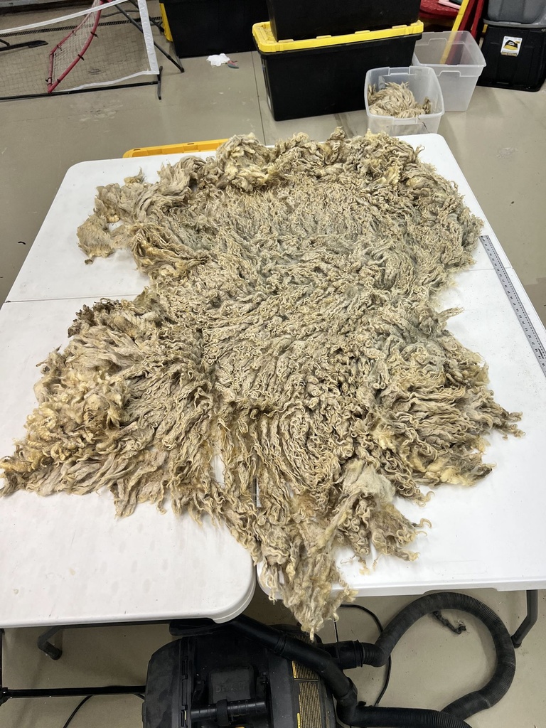 Nice Ram Wensleydale Fleece #69 307