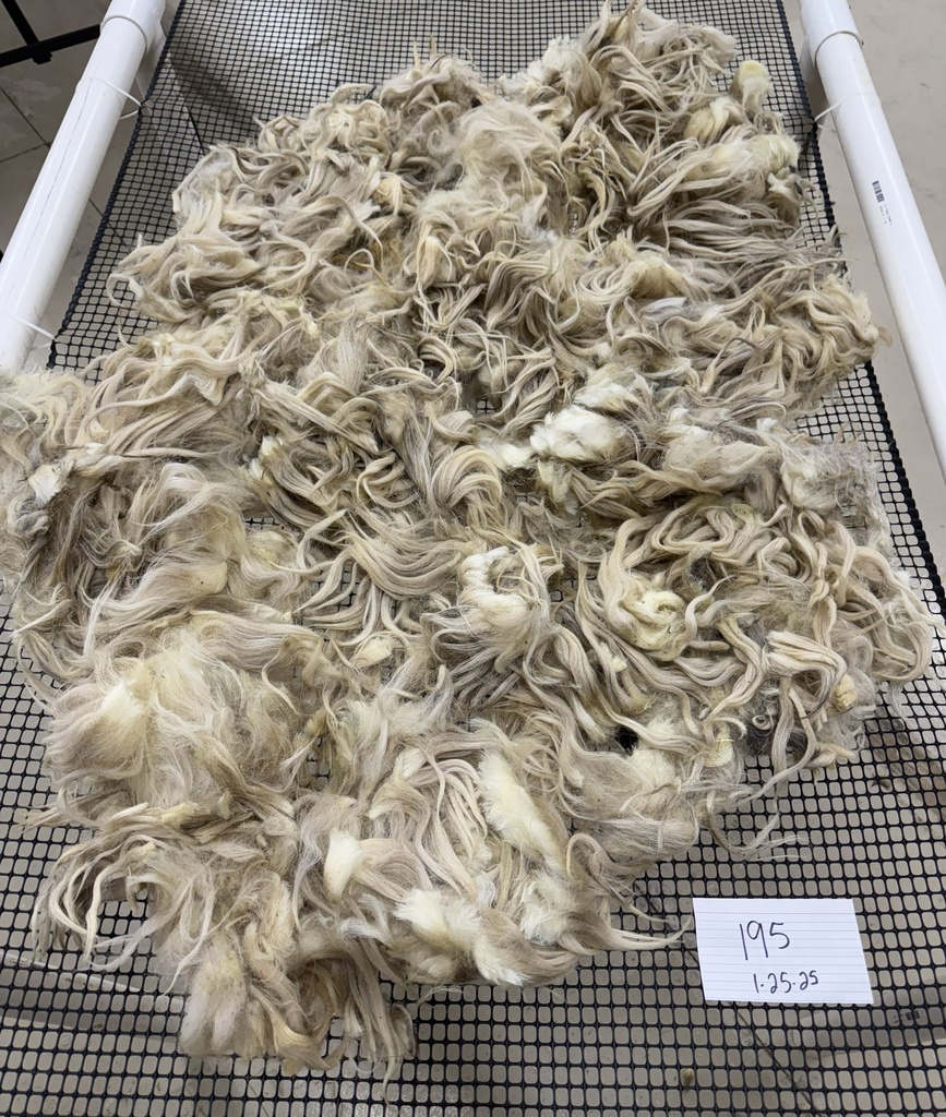 Beautiful Blonde Karakul Fleece #75 195 Karakul