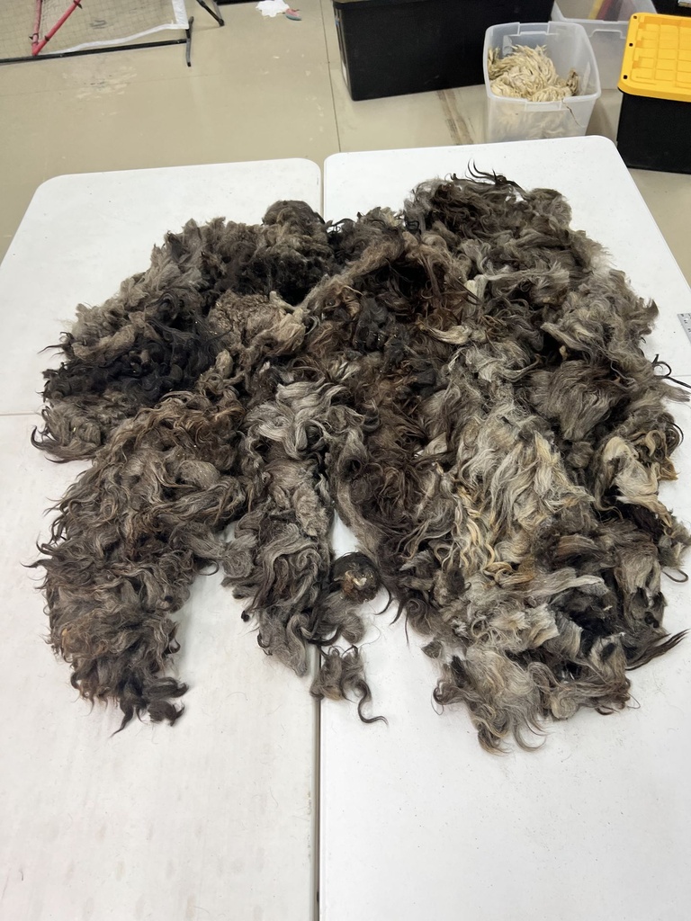 Gorgeous Karakul Fleece #76 422