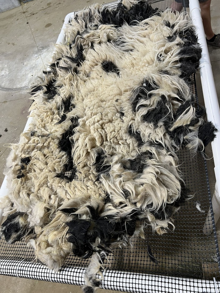 Beautiful Awassi Sheep Fleece #601