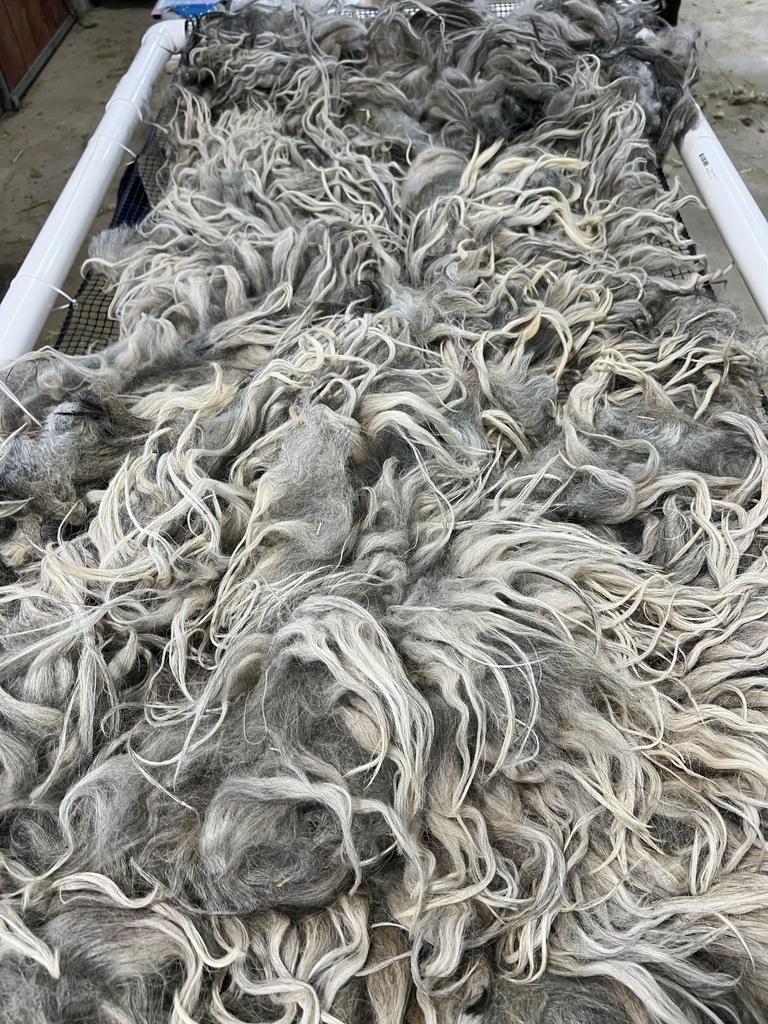 Beautiful Karakul Sheep Fleece #603