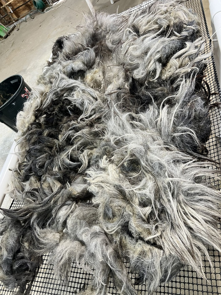 Beautiful Karakul Sheep Fleece #604