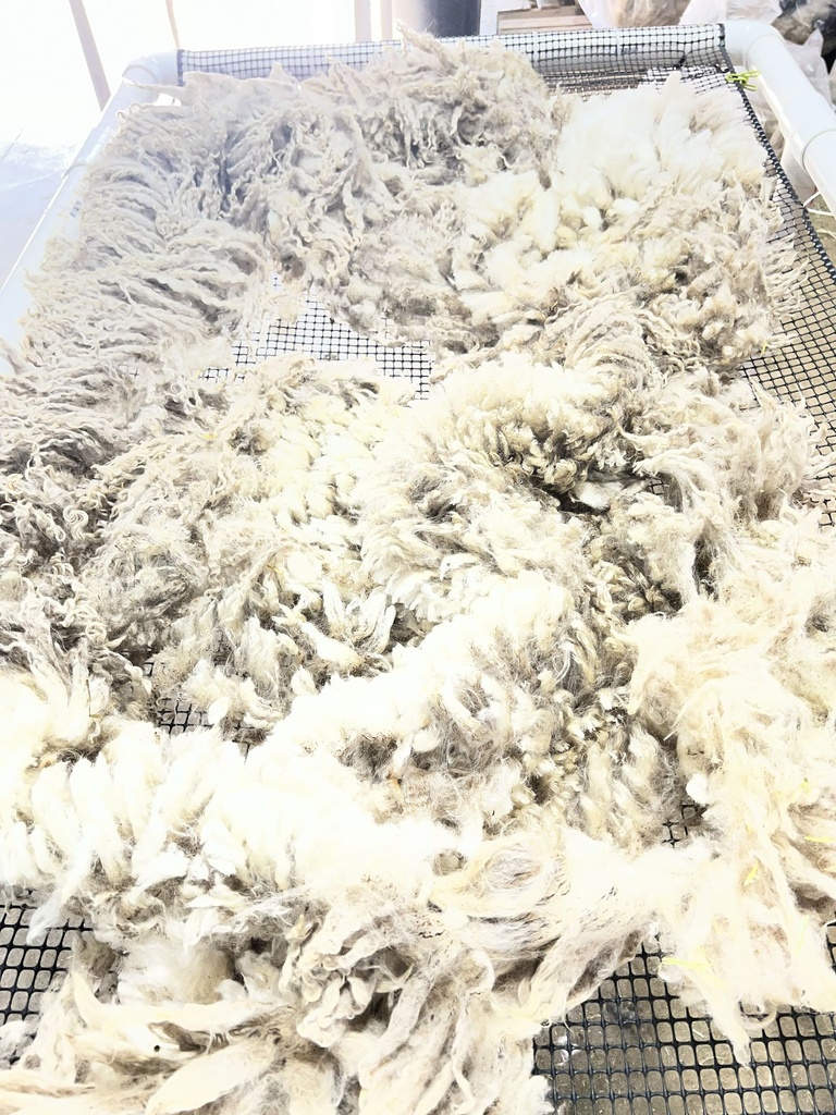 Gorgeous Wensleydale Ram Fleece #610 380