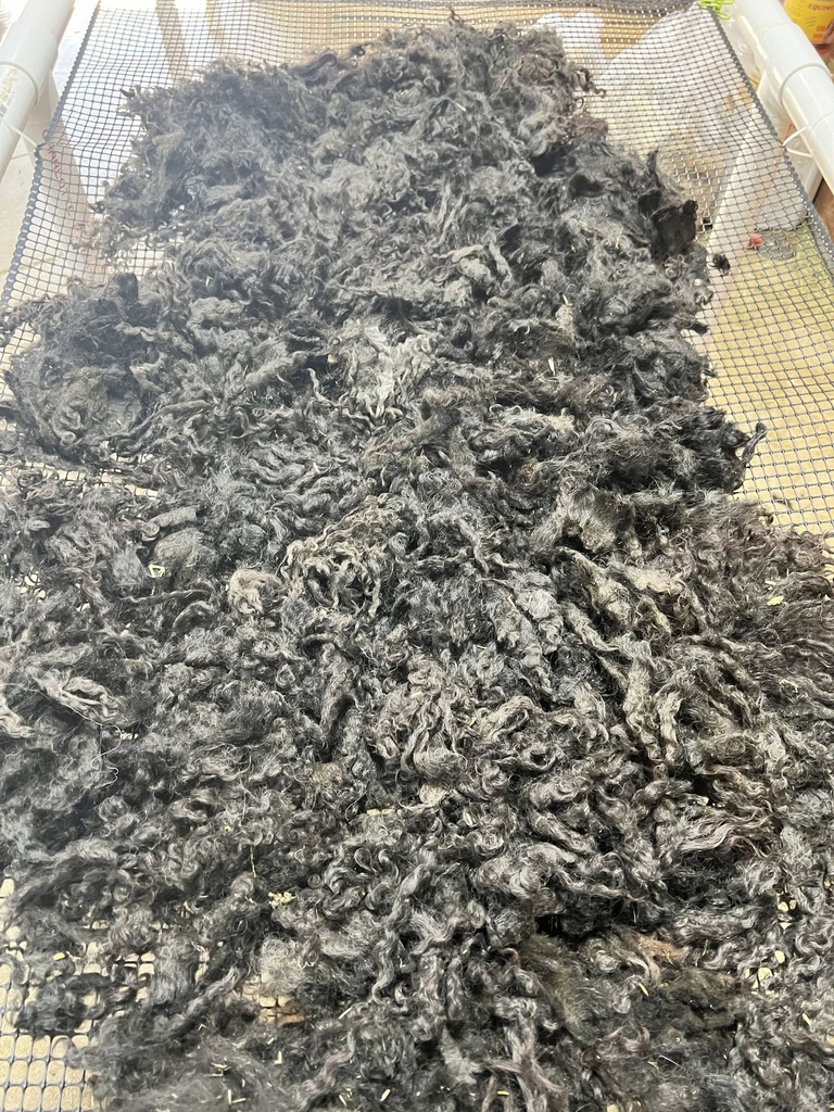 Wensleydale Wool Fleece #612 3155