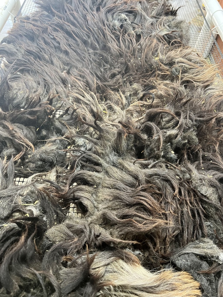 Karakul Wool Fleece #614 578