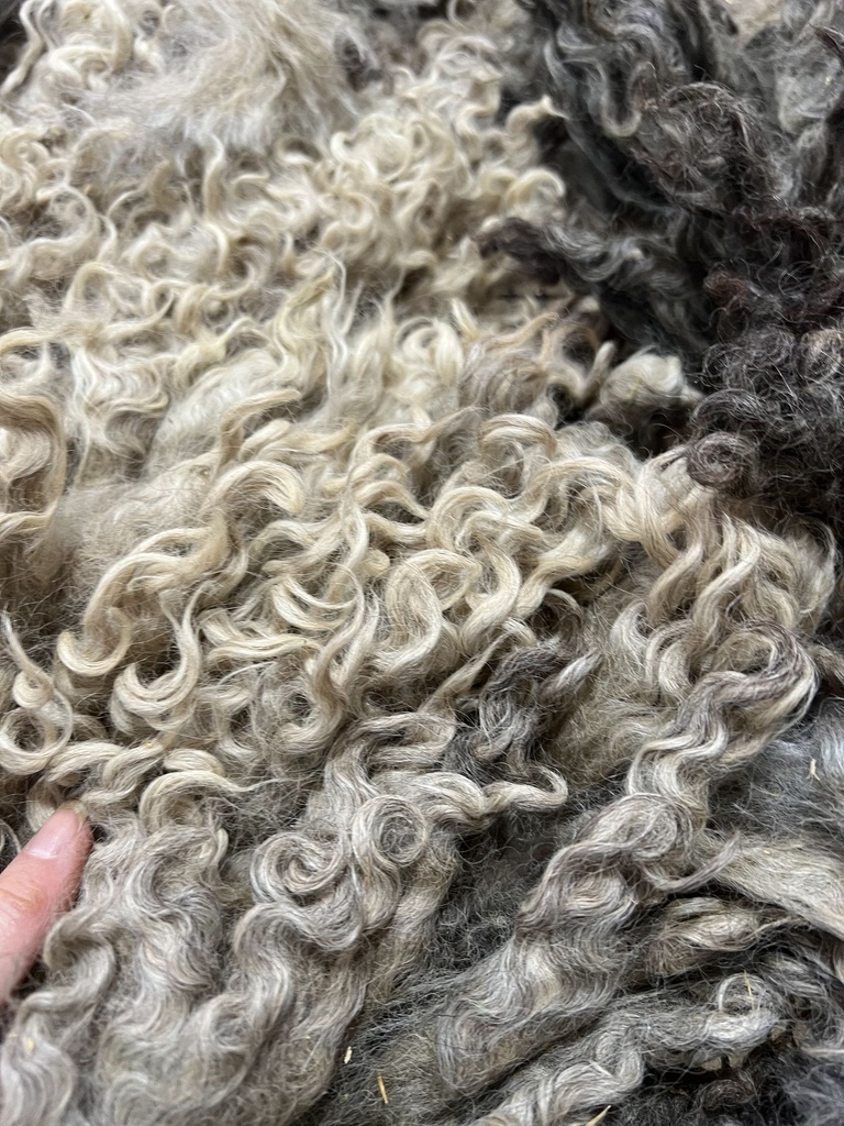 BEAUTIFUL Lincoln / Wensleydale Cross Wool Fleece #615 049