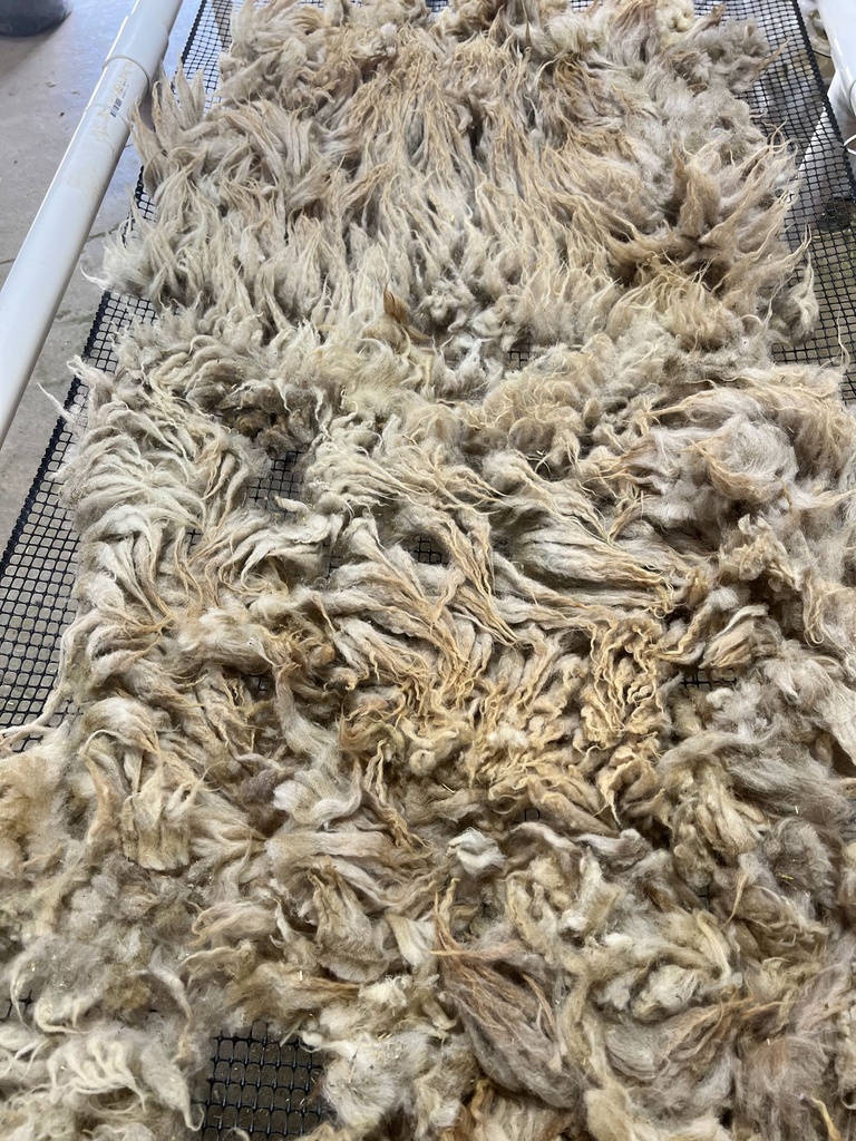 Awassi Sheep Wool Fleece #617 5116el