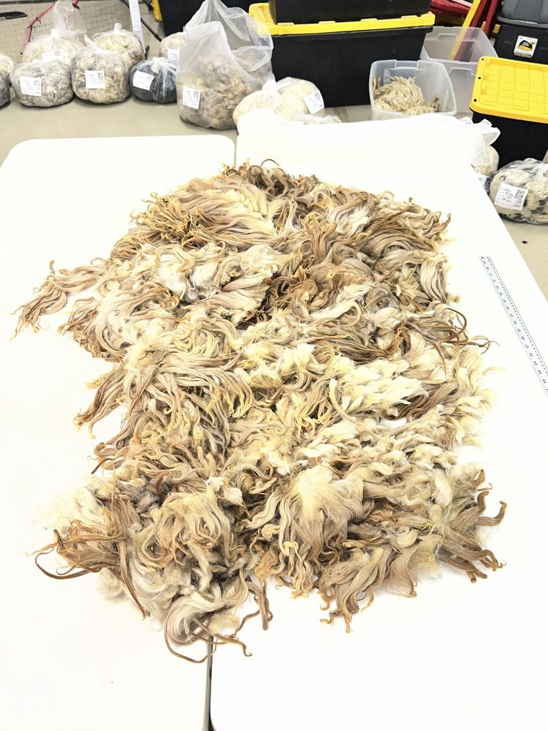 Nice Karakul Sheep Fleece #107