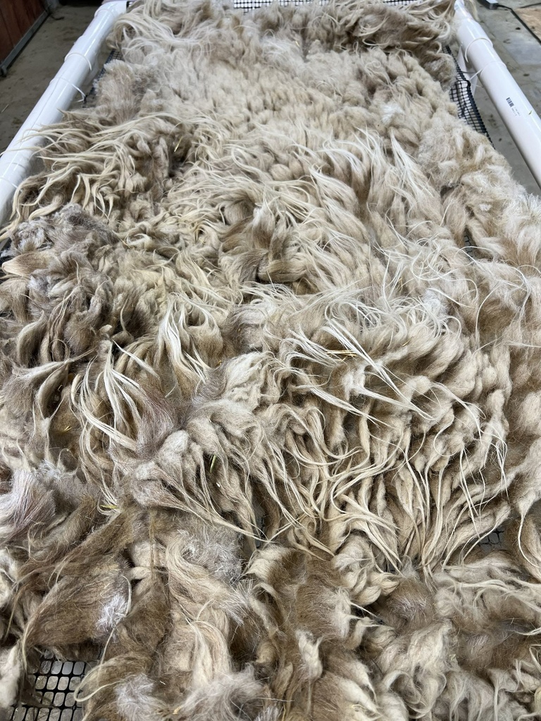 Beautiful Awassi Sheep Fleece #605
