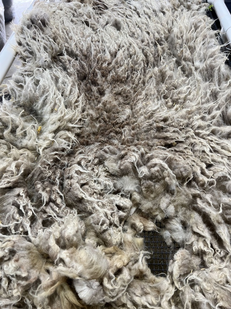 Long Karakul Wool Fleece #619 541