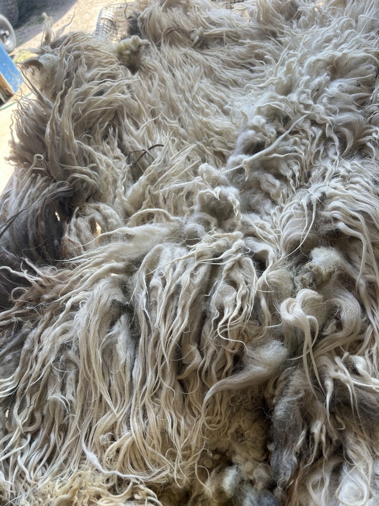 9 inch Staple Karakul Fleece #624 5149el