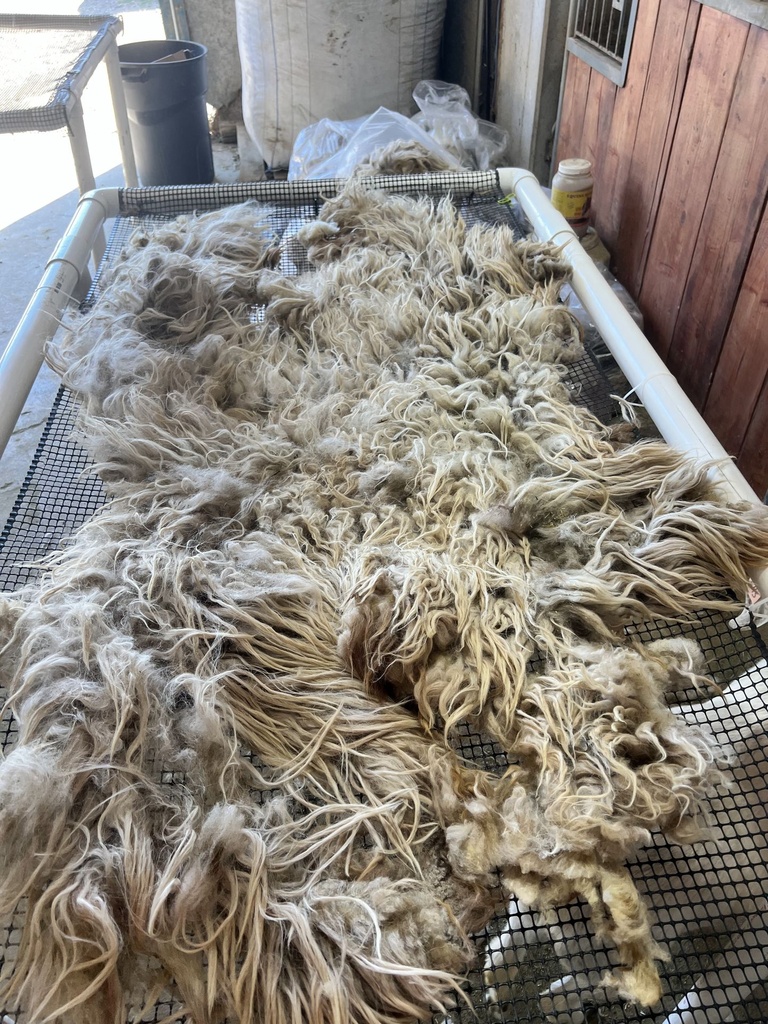 Beautiful Karakul Fleece Ewe Lamb #625 5152el