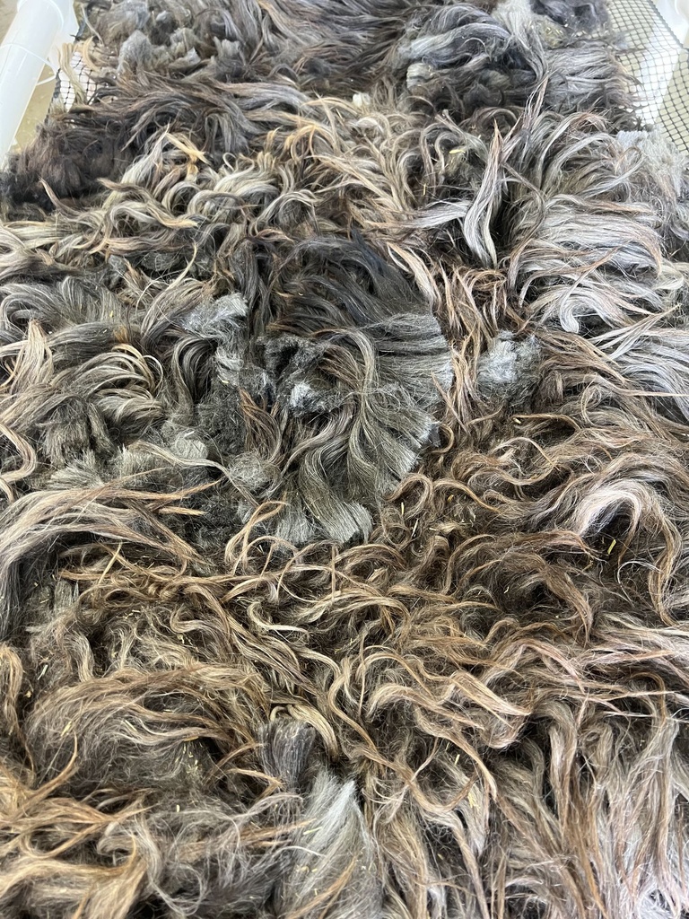 Beautiful Karakul Fleece with LONG Staple #629 599