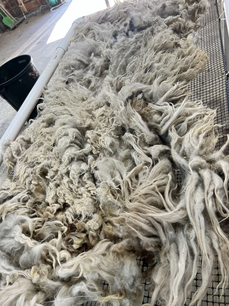 Beautiful Karakul Sheep Fleece #607