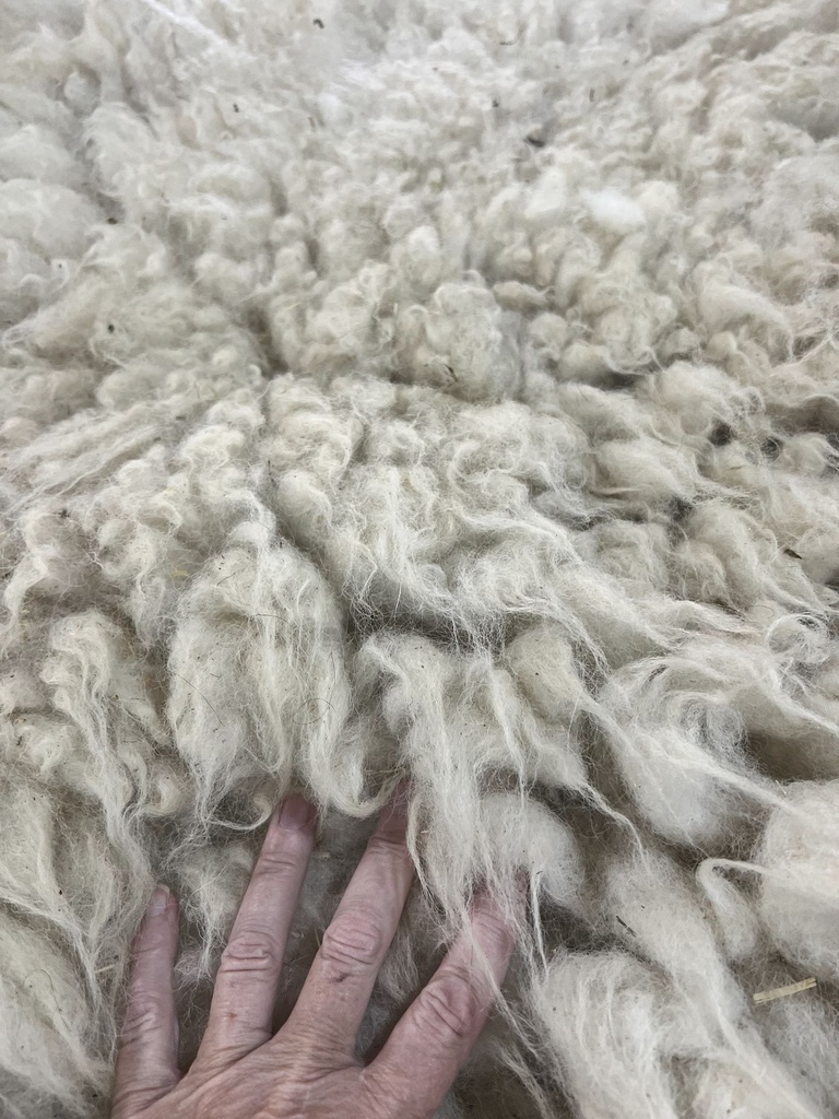 Beautiful Awassi Fleece #635 448
