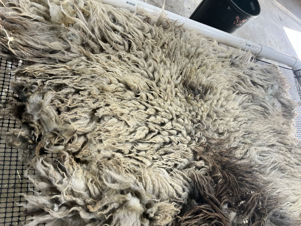 Beautiful Karakul Sheep Fleece #608