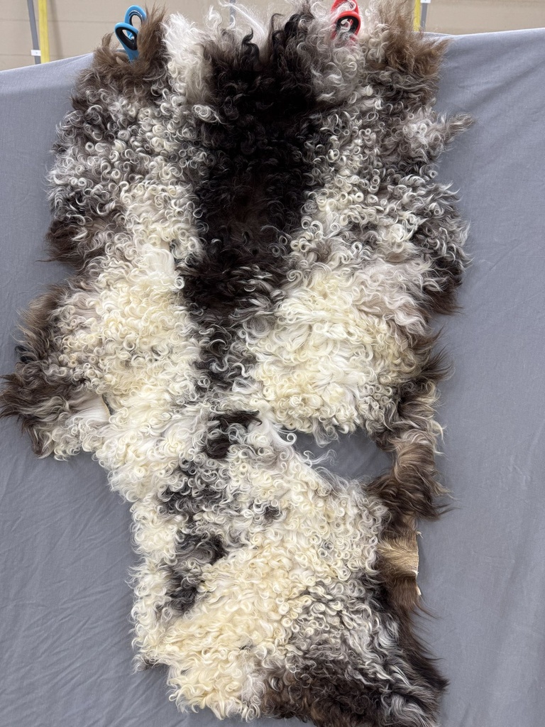 Beautiful Sheep Pelt - Free Shipping
