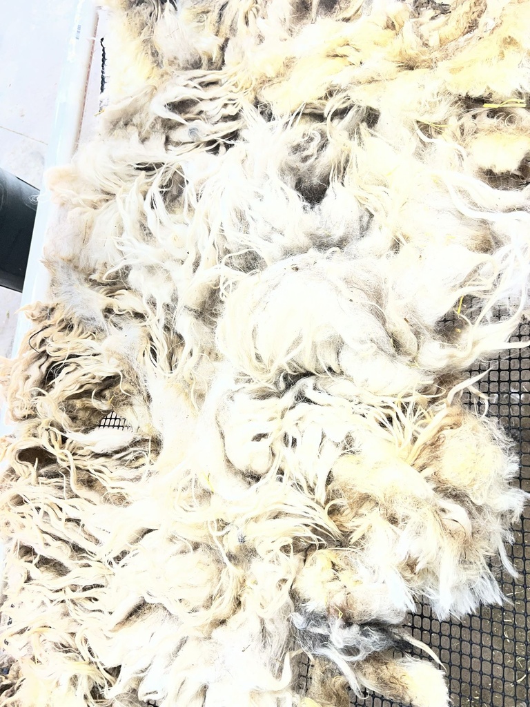 Beautiful Karakul Sheep Fleece #609