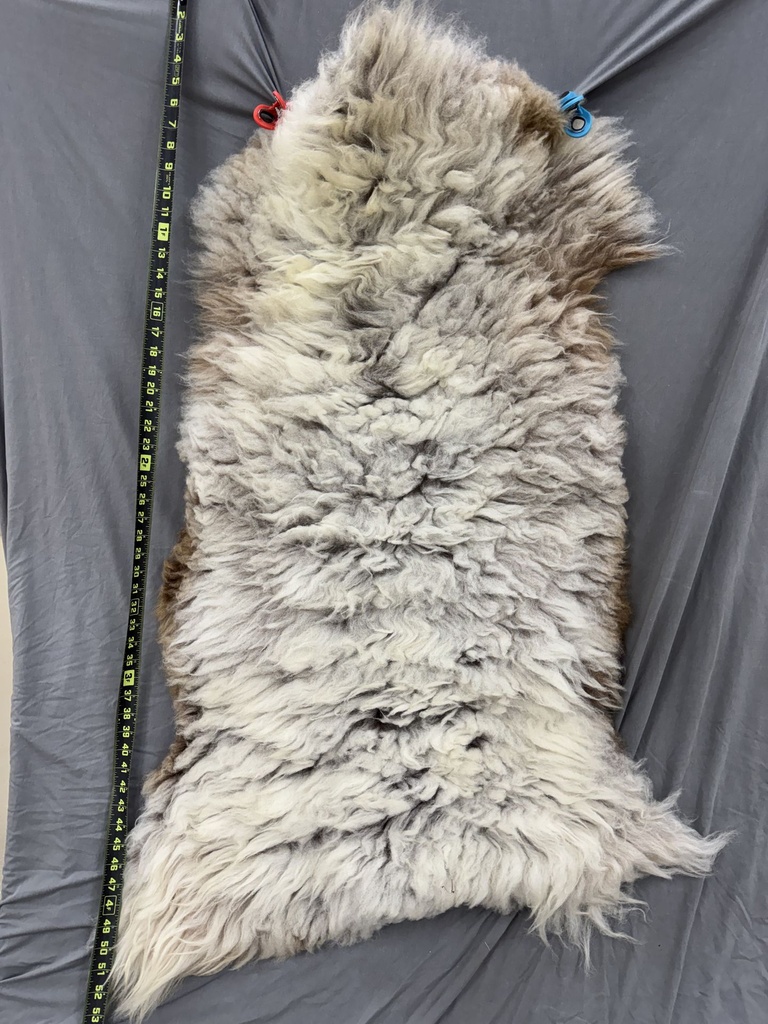 Gorgeous 50 inch Karakul Sheep Pelt - Free Shipping