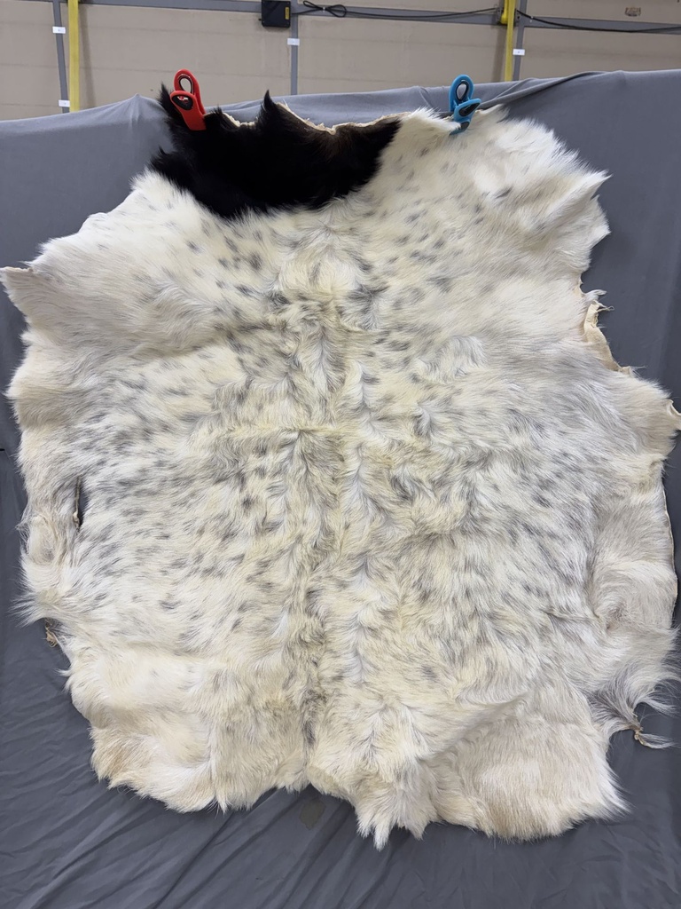 Gorgeous Goat Pelt - Free Shipping