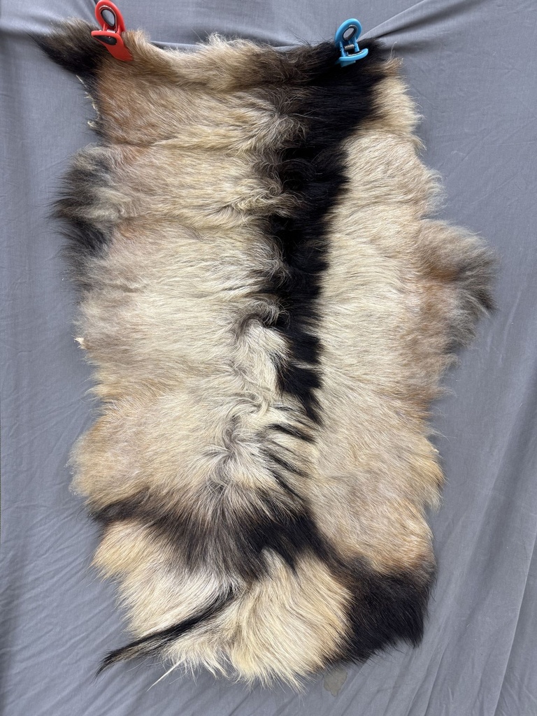 Gorgeous Spanish Buck Pelt