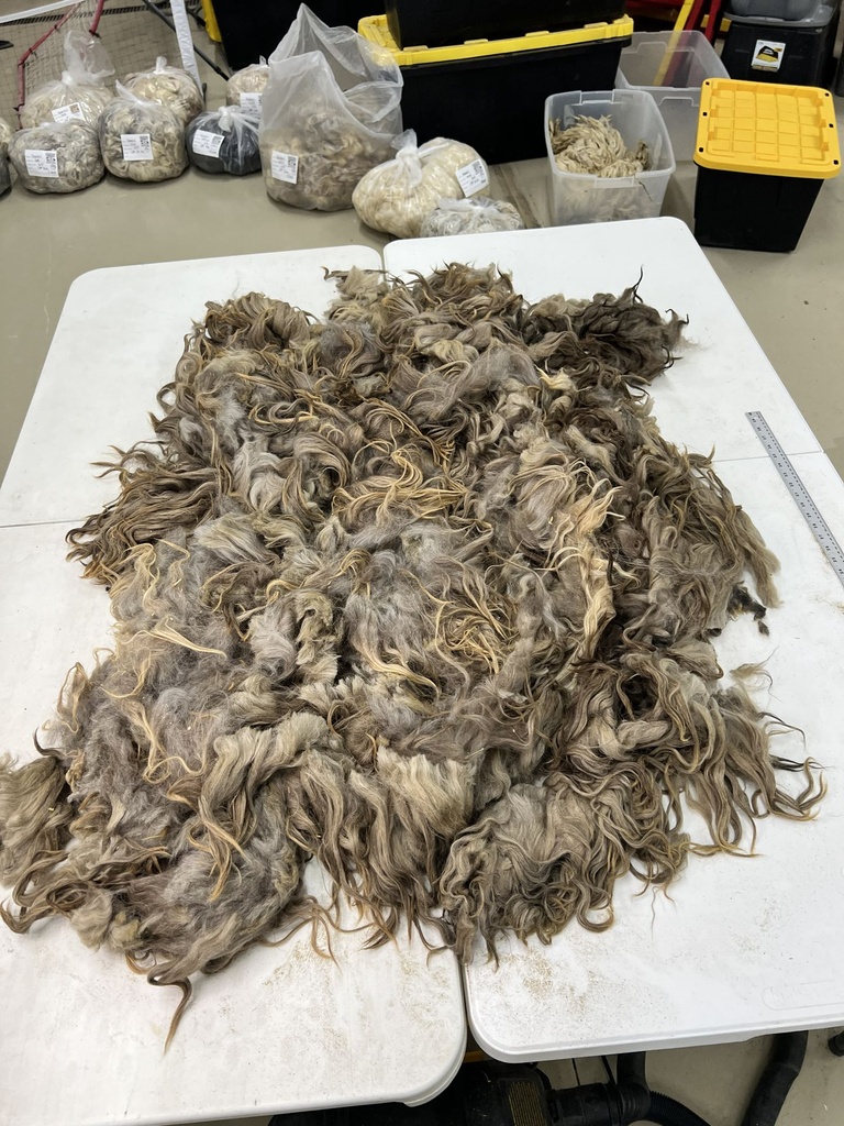 Amazing Karakul Sheep Fleece #101