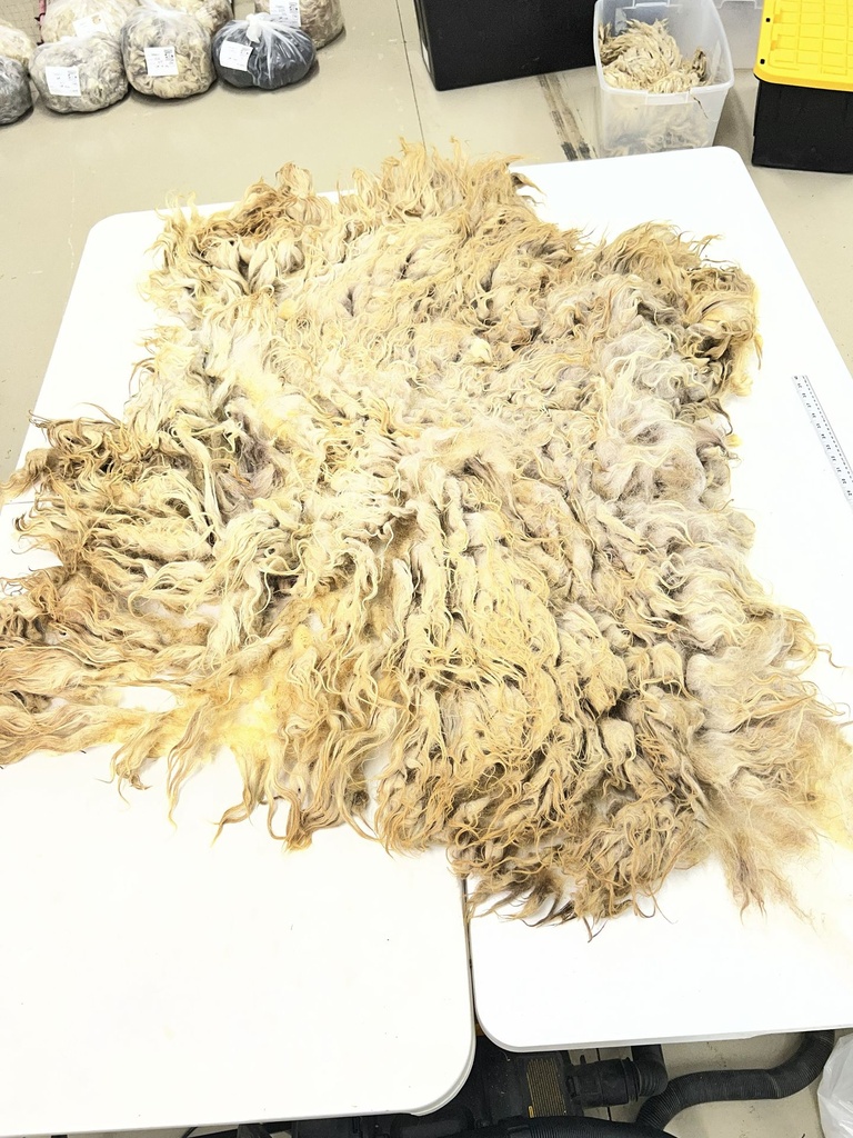 Beautiful Karakul Sheep Fleece #98