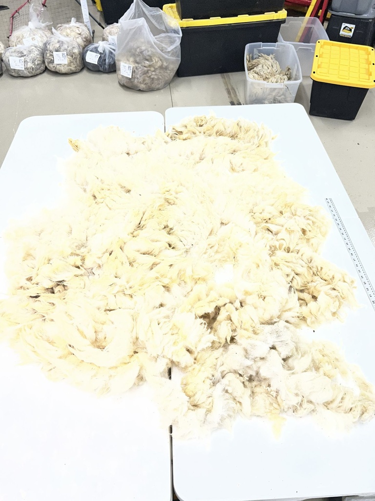 Beautiful Awassi Sheep Fleece #99
