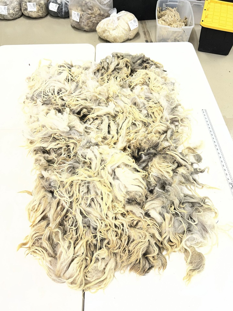 Beautiful Karakul Sheep Fleece #100