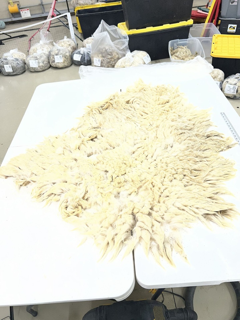 Beautiful Awassi Sheep Fleece #104